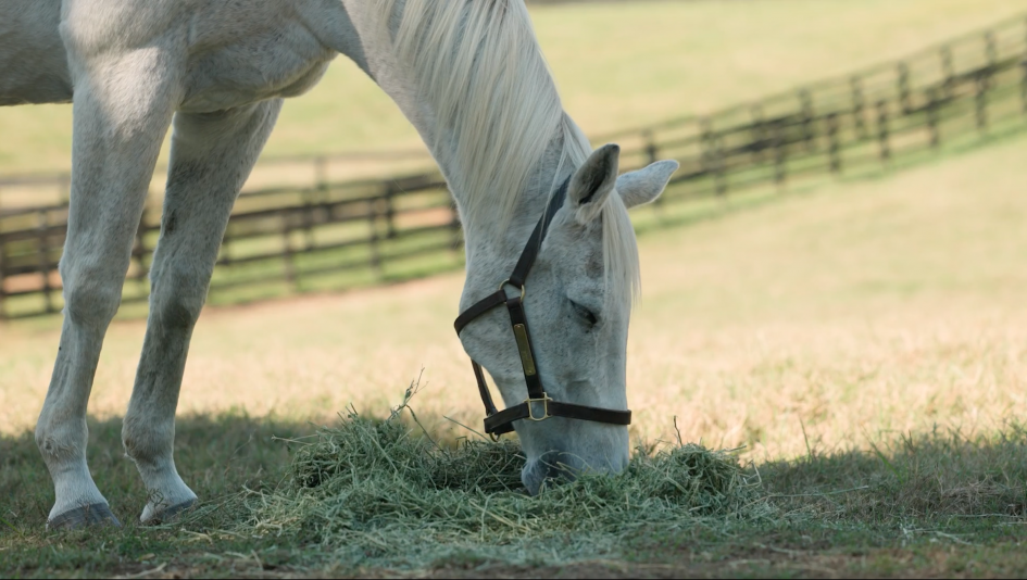 A Little Help for a Friend: Mrs. Pastures Sends Silver Charm Cookie Crumbs